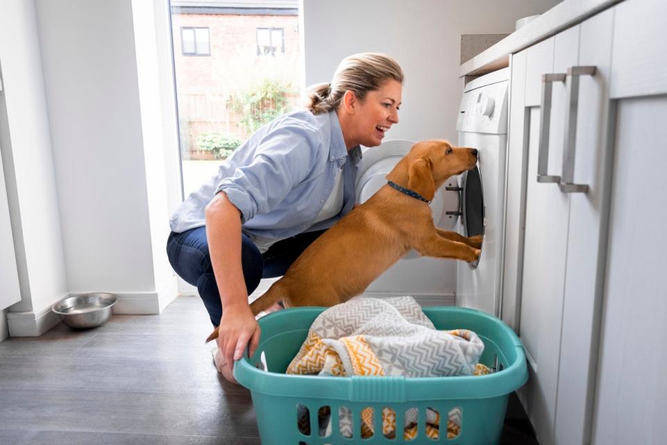 woman doing laundry with dog with collar