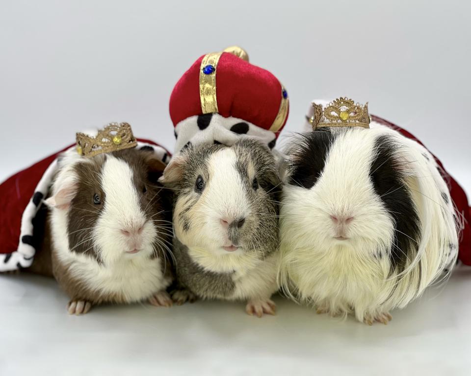 Nancy Ho Foster’s three guinea pigs dressed as royalty (Collect/PA Real Life)