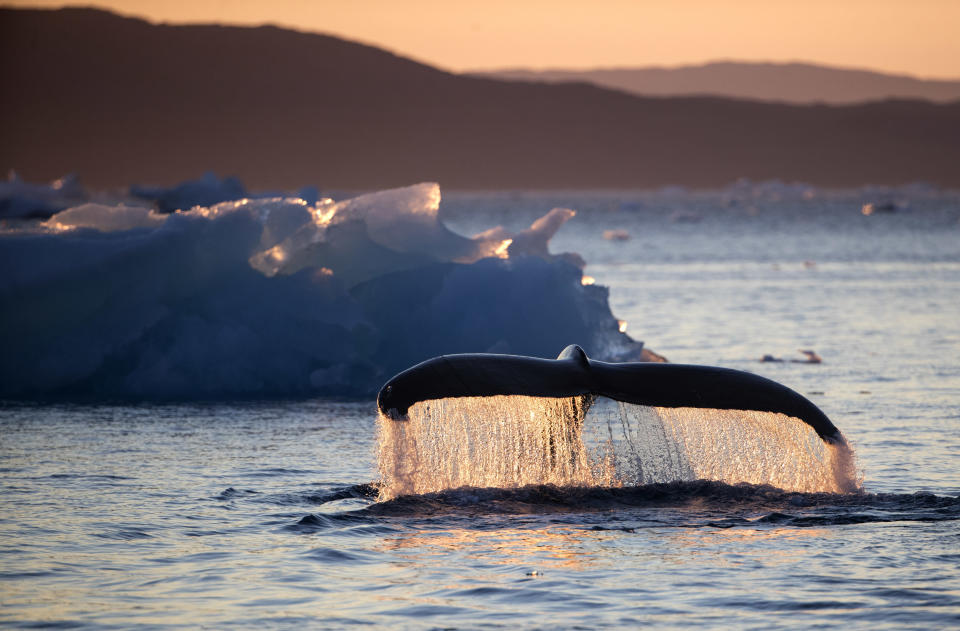 Una ballena deja ver solo su cola al sumergirse en el agua cerca de Nuuk, al sudoeste de Groenlandia, el 1ro de agosto del 2017. La ballena fue avistada desde el rompehielos MSV Nordic, que recorre el Paso del Noroeste, que une los océanos Atlántico y Pacífico, en un viaje con fines científicos. (AP Photo/David Goldman)