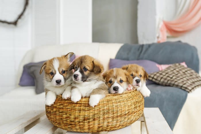 Four puppies sitting in a basket.