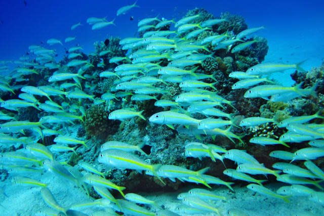 group of coral fish  in blue...