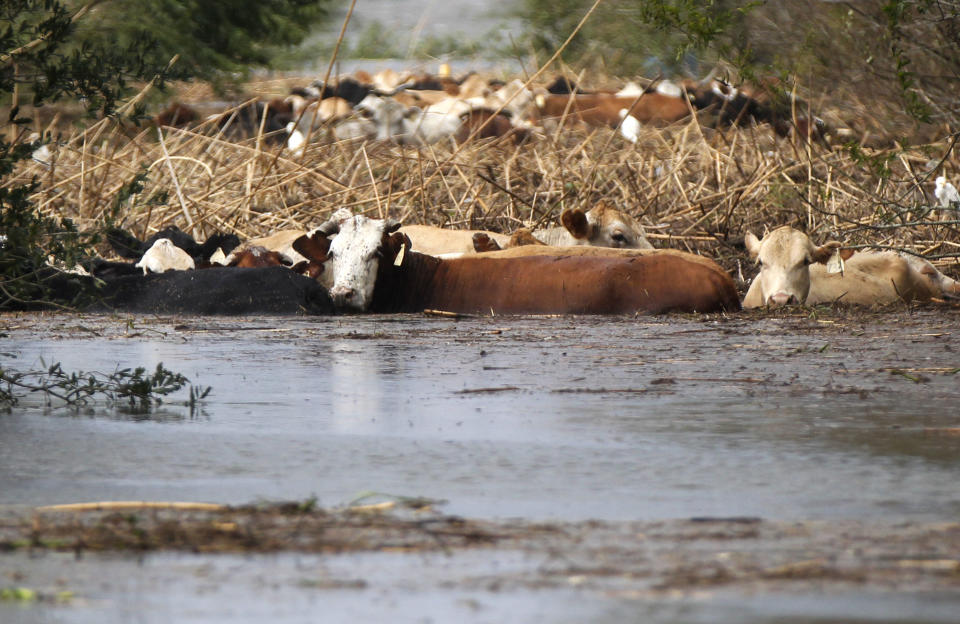 FILE - In this Aug. 30, 2012 file photo, cows are seen stranded in floodwater after Hurricane Isaac came through the region, in Plaquemines Parish, La. In August, ranches on the boot of Louisiana were speckled with cows and calves grazing on a smorgasbord of marsh grasses and flowers. But Hurricane Isaac took all that away, turning some of the best ranch land in Louisiana into a miles-long pond of blackish and foul-smelling floodwaters. Snakes, birds and a lot of the livestock raised here by a handful of ranching families drowned in Isaac's storm surge, which overwhelmed the weak levees protecting this farm country south of New Orleans. (AP Photo/Gerald Herbert, file)