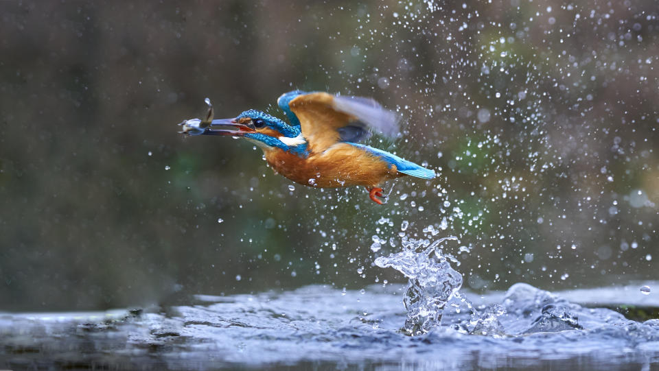 A dramatic fish-eye view shows life from beneath the surface - as a hidden underwater camera captures the moment a kingfisher dives from above to catch its next meal