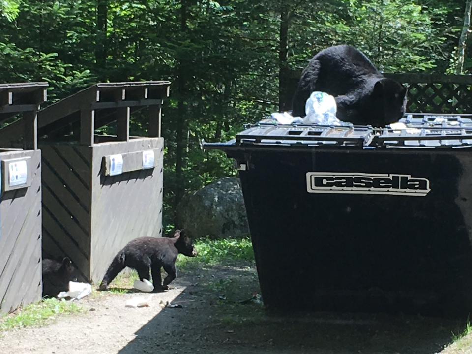 Garbage is the top attractant leading to human-bear conflicts.