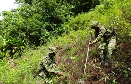 Soldados del Ejército Nacional arrancan arbustos de hoja de coca en zona rural del municipio de Tarazá, en el departamento de Antioquia