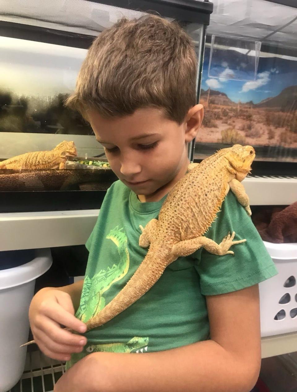 Bill Wilkinson, son of exotic animal expert Dr. Stacey Wilkinson, show how tame bearded dragons are.