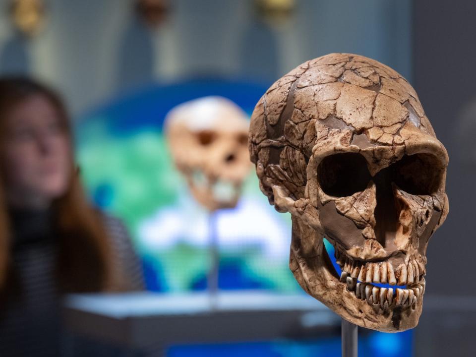 A Neanderthal skull is seen in the foreground, the cast is partial and the missing parts of the skull are filled in.  The skull is on display in a museum, with a person looking at the skull in the background.