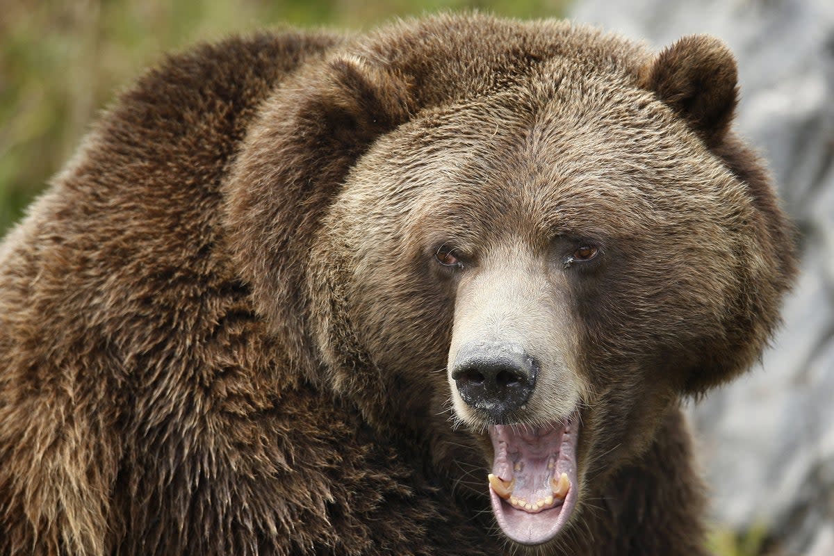 Grizzly bear attacks are rare but deadly (stock photo)  (MATHIEU BELANGER/Reuters/Corbis)