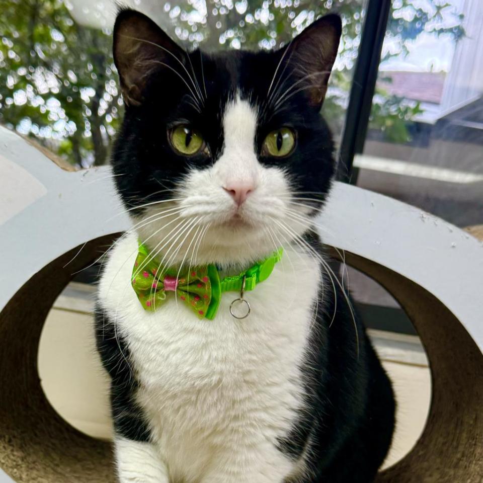 Buck is a 4-year-old domestic shorthair and loverboy extraordinaire. He can be quite the talker and likes to run and play with you. He loves catnip and is comfortable with other cats.