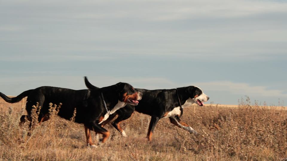 two greater Swiss mountain dogs trot through a field