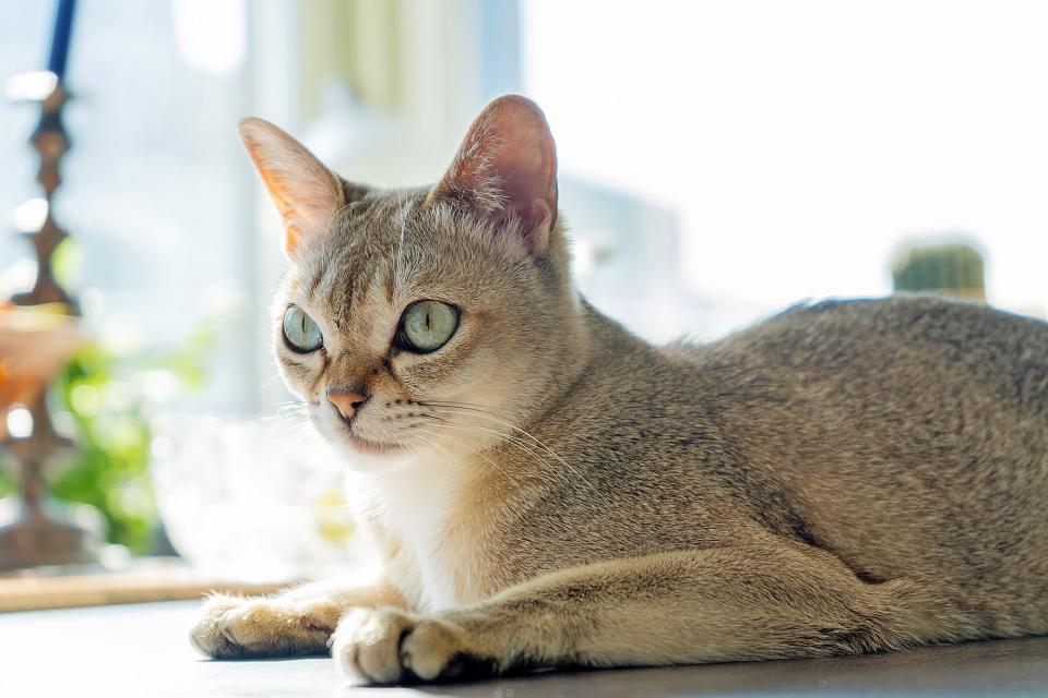 Singapura cat