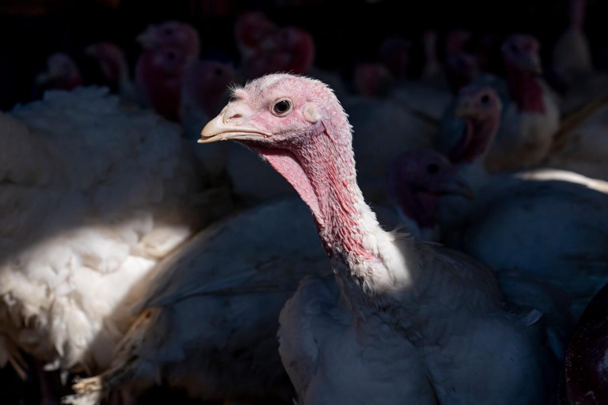 TOWNSEND, DE - NOVEMBER 14: The Powers Farm white turkey flock is seen under shelter as part of an effort to prevent exposure to avian influenza on November 14, 2022 in Townsend, Delaware. Some turkey distributors are warning over higher prices and lower availability ahead of Thanksgiving after supply chain issues, inflation and fears over avian influenza affected the 2022 season. (Photo by Nathan Howard/Getty Images)