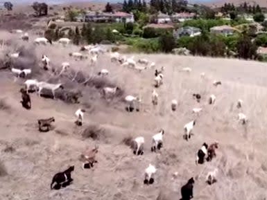 Goats wander the hills near Irvine, California, where they graze on grasses and invasive plants that can fuel wildfires. (screengrab)