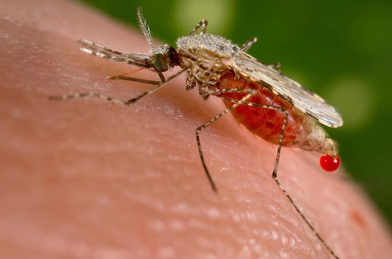 Estos son los métodos caseros que se pueden aplicar para ahuyentar los mosquitos en la cocina