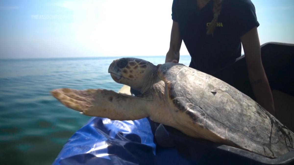 World Sea Turtle Day Injured turtles are nursed back to health in Italy