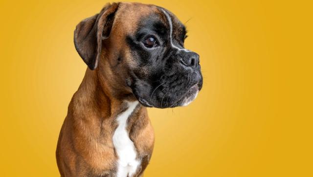 National Boxer Day: 3 Reasons Why Boxers Make Great Family Pets