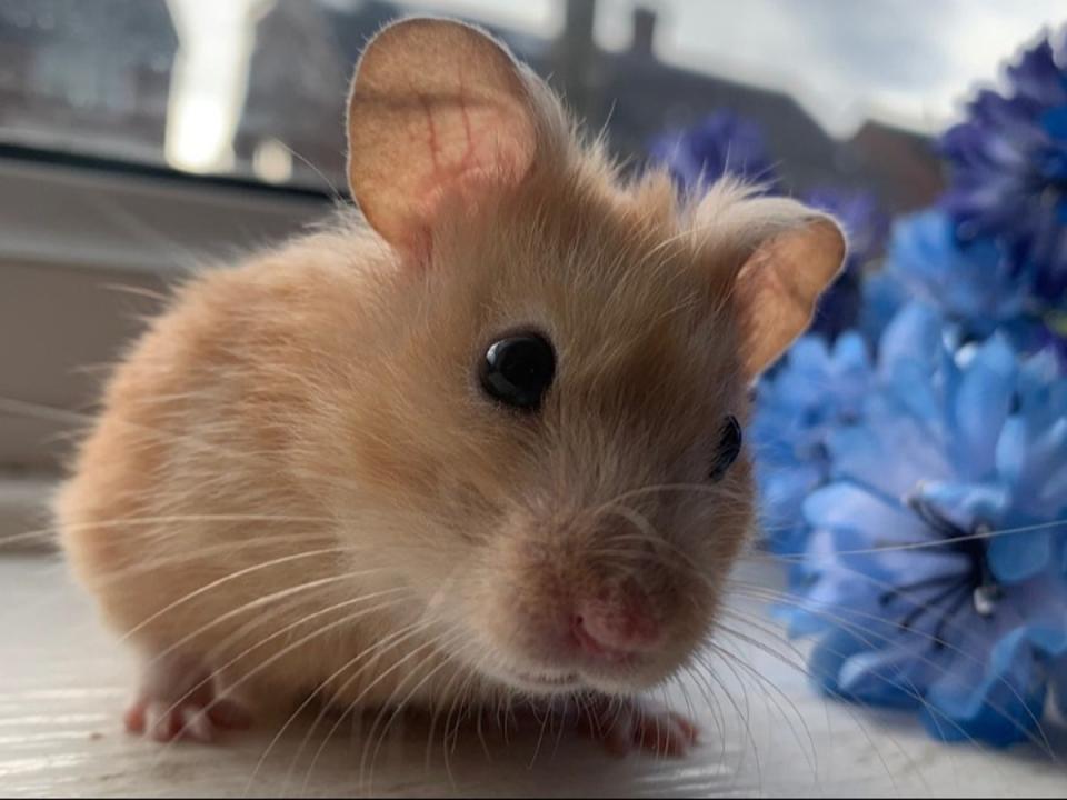 A pet hamster contemplating existence (Royal Veterinary College)