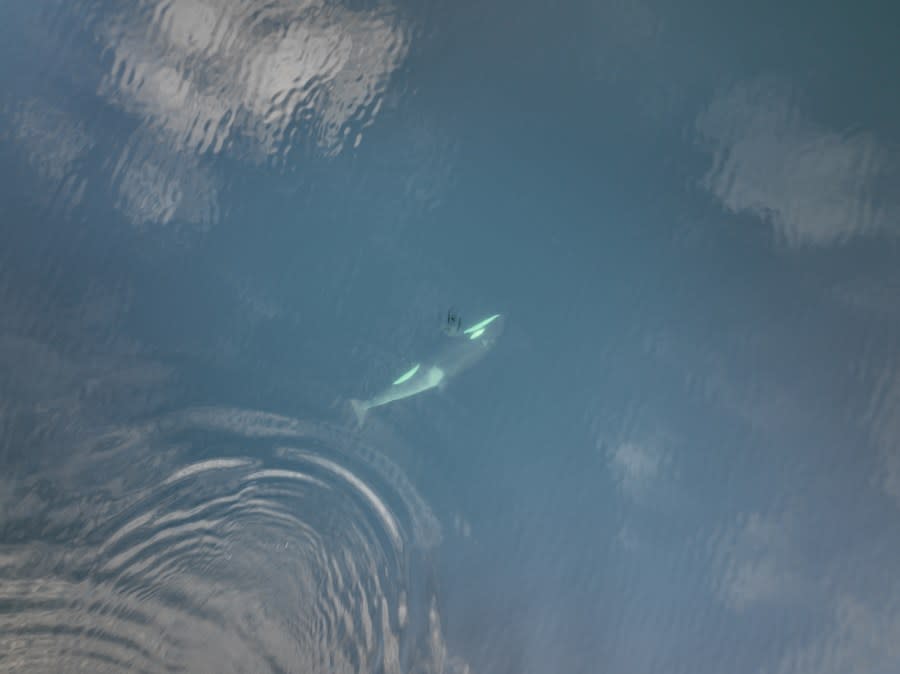 orca rescue