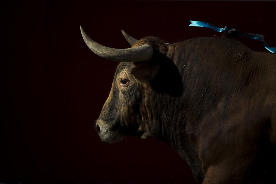 An Alcurrucen's ranch fighting bull is seen during a bullfight of the San Fermin festival, in Pamplona, Spain, Sunday, July 7, 2013. Revelers from around the world arrive to Pamplona every year to take part on some of the eight days of the running of the bulls glorified by Ernest Hemingway's 1926 novel "The Sun Also Rises." (AP Photo/Daniel Ochoa de Olza)
