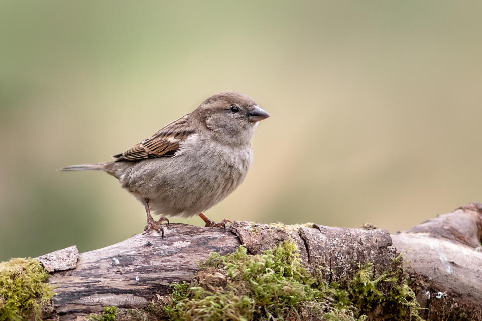 Selbst weit verbreitete Vögel wie der Spatz haben enorm unter dem Artensterben zu leiden. #Savethebirds will das verschwinden der Vogelarten jetzt aufhalten. (Foto: Getty Images) 