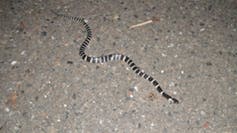 <span class="caption">The many-banded krait (<em>Bungarus multicinctus</em>), also known as the Taiwanese krait or the Chinese krait, is a highly venomous species of elapid snake found in much of central and southern China and Southeast Asia.</span> <span class="attribution"><a class="link " href="https://upload.wikimedia.org/wikipedia/commons/0/01/Bungarus_multicinctus_2.jpg" rel="nofollow noopener" target="_blank" data-ylk="slk:Briston/Wikimedia;elm:context_link;itc:0;sec:content-canvas">Briston/Wikimedia</a>, <a class="link " href="http://creativecommons.org/licenses/by-sa/4.0/" rel="nofollow noopener" target="_blank" data-ylk="slk:CC BY-SA;elm:context_link;itc:0;sec:content-canvas">CC BY-SA</a></span>