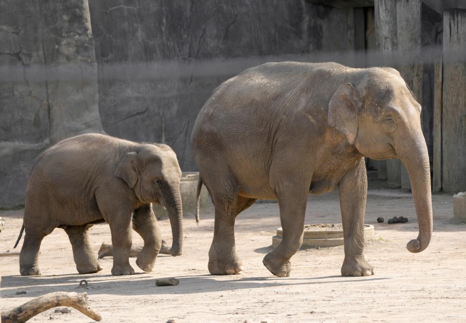 Asian elephants Phoebe and her calf Frankie were among the animals who were observed by researchers during the total solar eclipse at the Columbus Zoo and Aquarium on Monday afternoon. Adam Felts, director of animal wellbeing, said Phoebe and Franklin didn't react much while other elephants in the herd did.