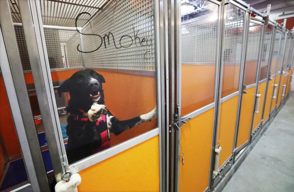 A dog named Smokey barks at the Humane Society of Utah shelter in Murray on Tuesday, Jan. 23, 2024. Officials say pets are being abandoned at a high rate in Utah. | Jeffrey D. Allred, Deseret News