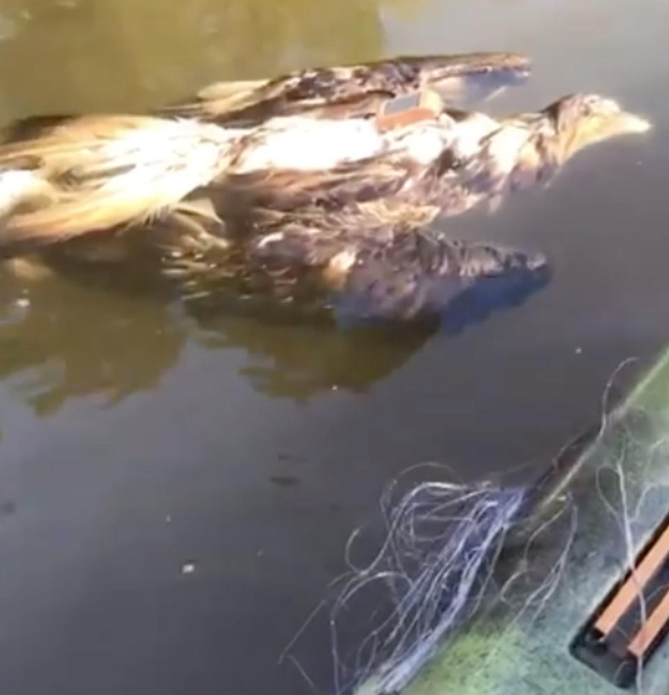 A wedge-tailed eagle found floating, dead in a river at Jimboomba Lions Park.