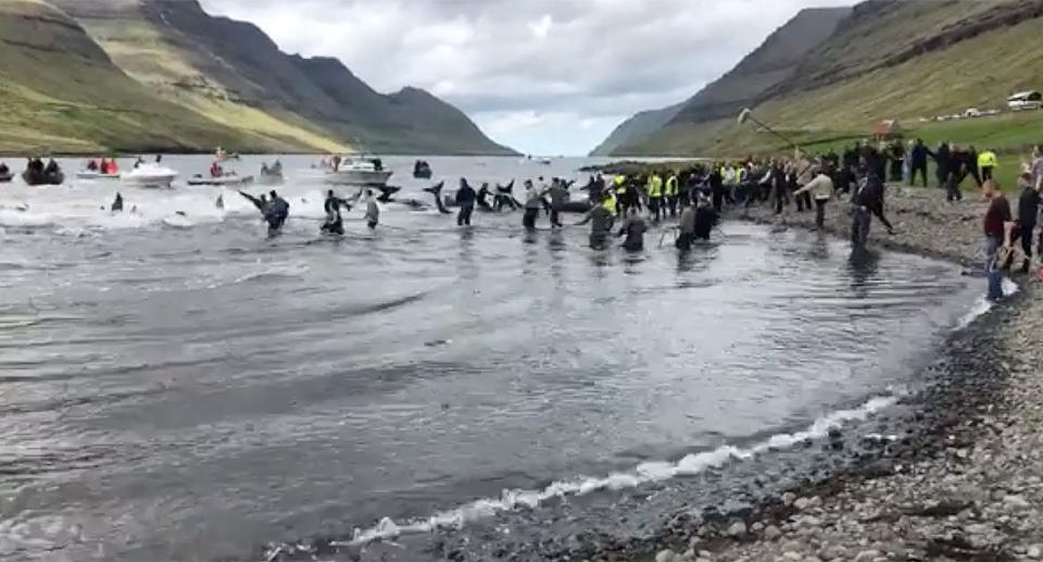 La tradición es defendida por los habitantes y el gobierno local de las Islas Feroe/Captura de un video publicado en Facebook por la organización ecologista Sea Shepherd UK.