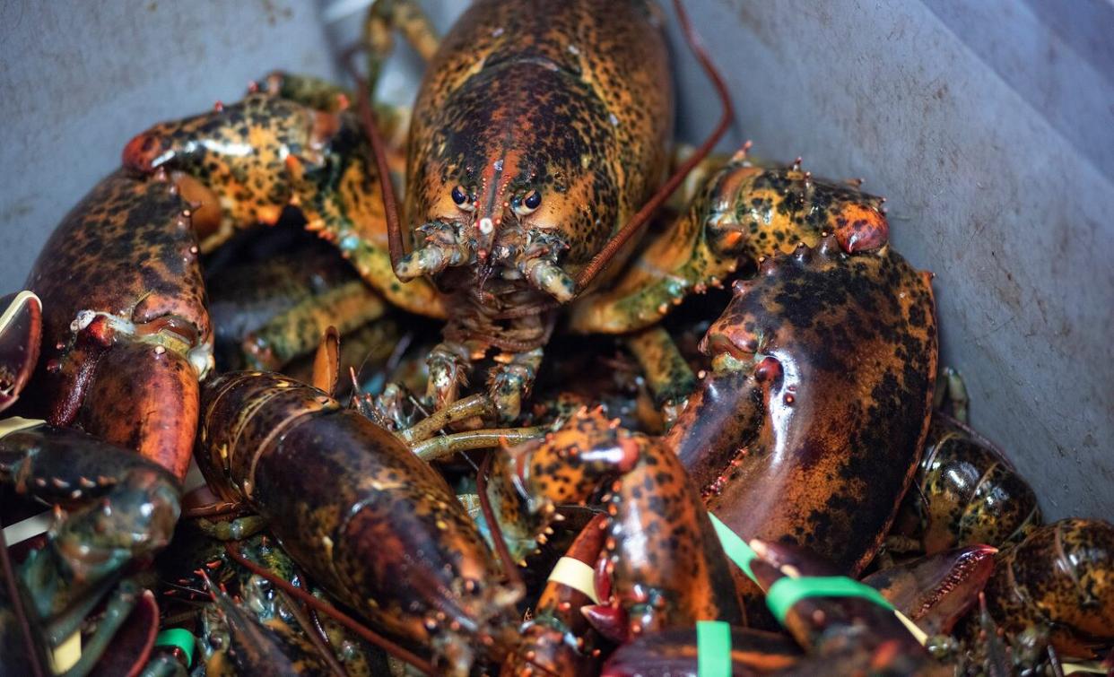 Shawn Everett of Nautical Seafoods was caught with a large number of undersized and egg-bearing female lobster while fishing under two First Nation licences in July 2020. (Brian McInnis/CBC - image credit)