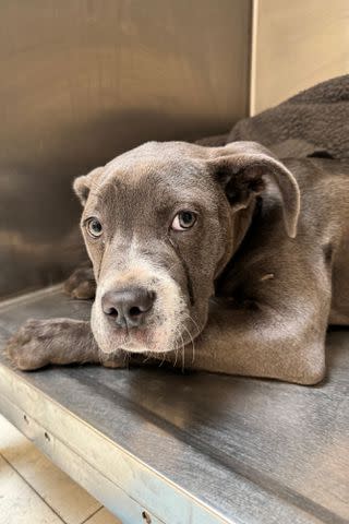 <p>Pennsylvania SPCA</p> Minerva the dog