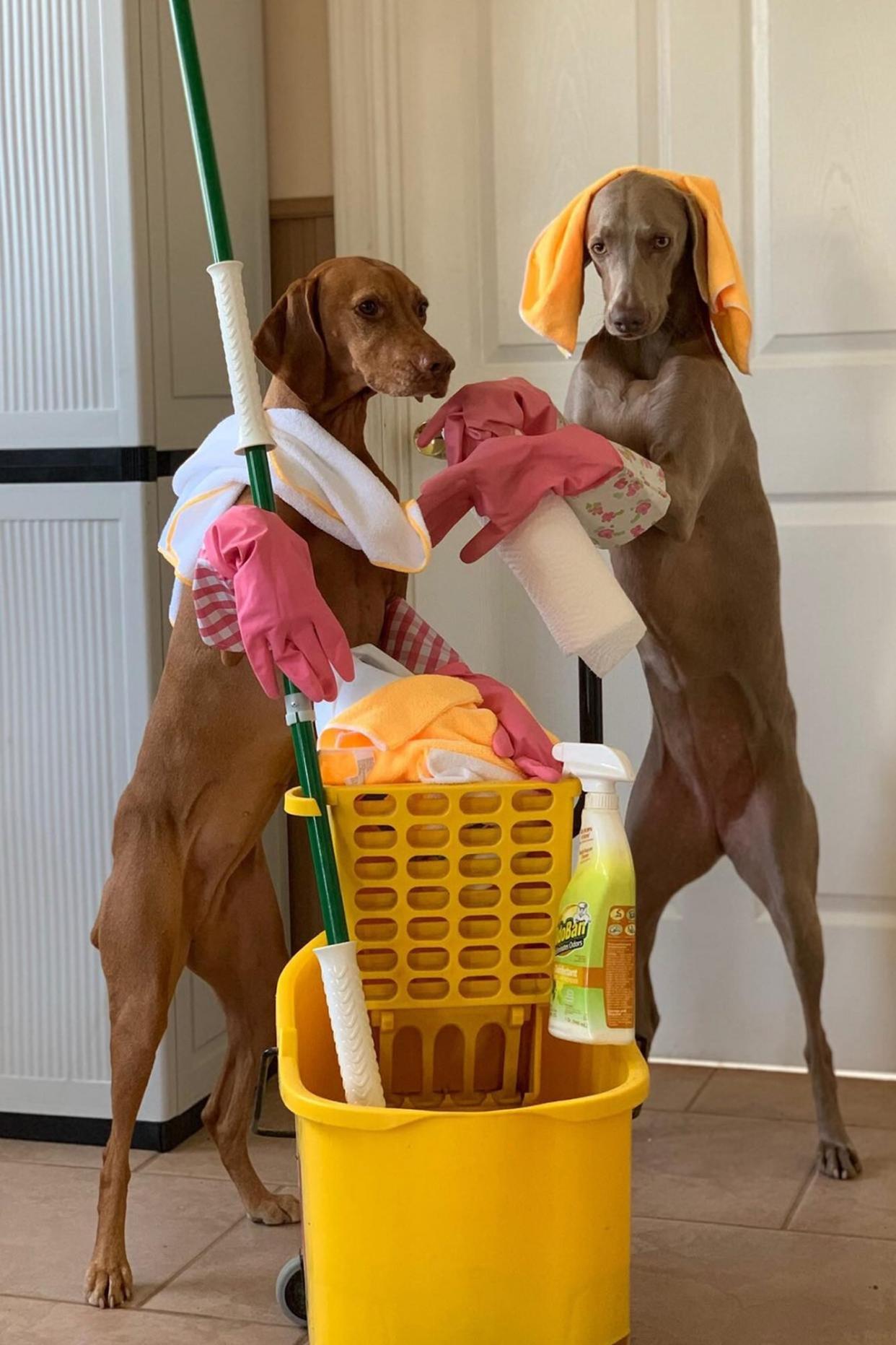 POOCHES HELP WITH CHORES