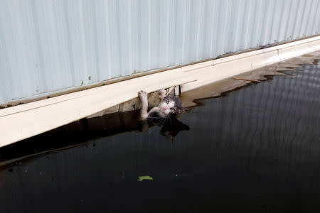 A cat clings to the side of a trailer amidst flood waters as the Northeast Cape Fear River breaks its banks in the aftermath Hurricane Florence in Burgaw, North Carolina, U.S., September 17, 2018. REUTERS/Jonathan Drake