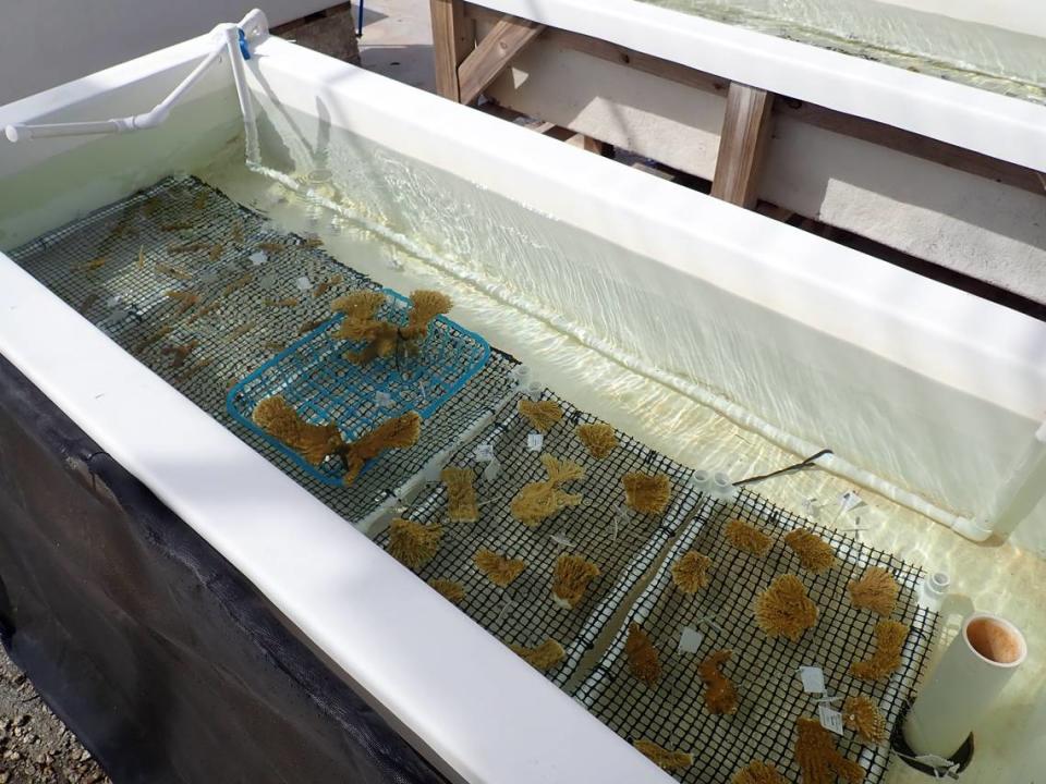 Fragmentos blanqueados y pálidos de corales cuerno de alce y cuerno de ciervo se distribuyen en un acuario de agua de mar del Laboratorio Marino de los Cayos, en donde los científicos se apresuran frenéticamente a almacenar los corales amenazados por el calor sin precedentes. Keys Marine Laboratory