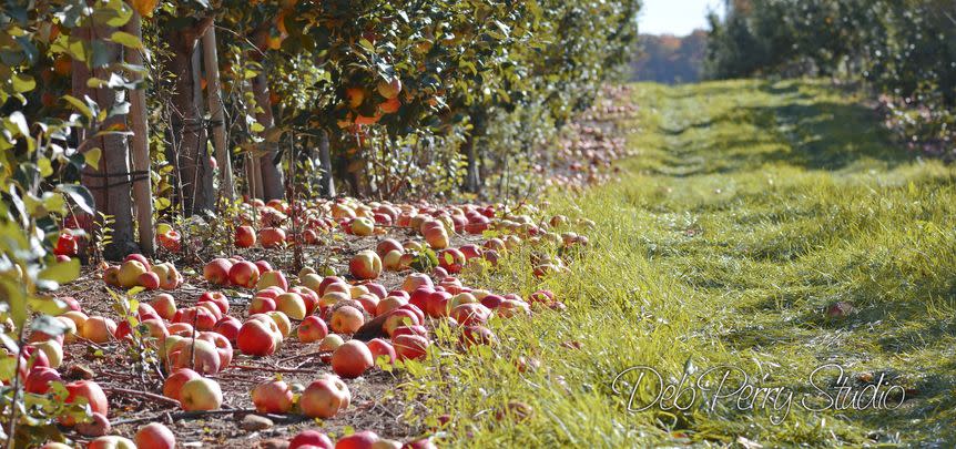 Apple Picking, Anyone? Here Are the Best Farms and Orchards Across the Country