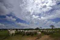 Cattle gather in the pastures of the Guachupe farm, in the rural area of the Rio Branco, Acre state, Brazil, Monday, May 22, 2023. (AP Photo/Eraldo Peres)