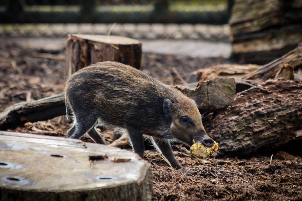 Tadeo, a rare Visayan warty piglet