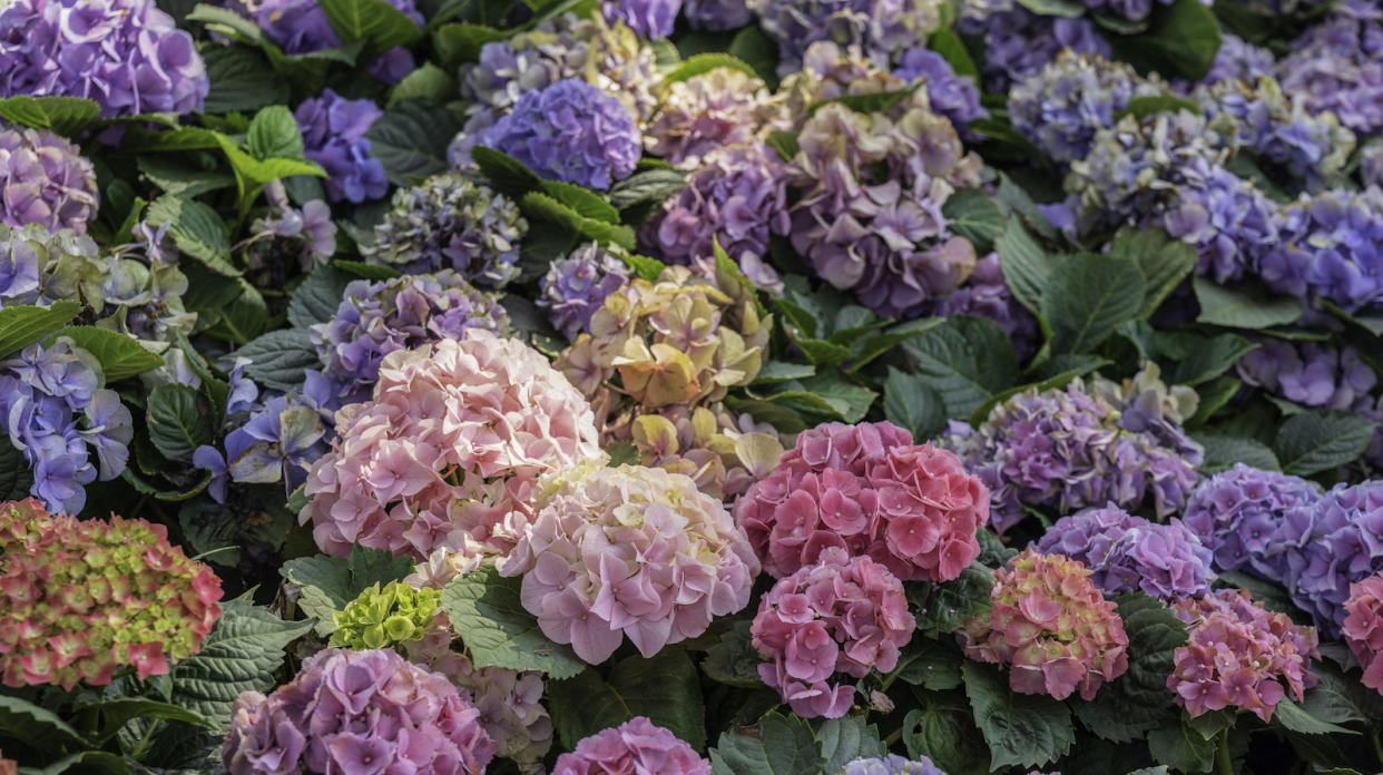  Multicolored hydrangeas in a garden. 