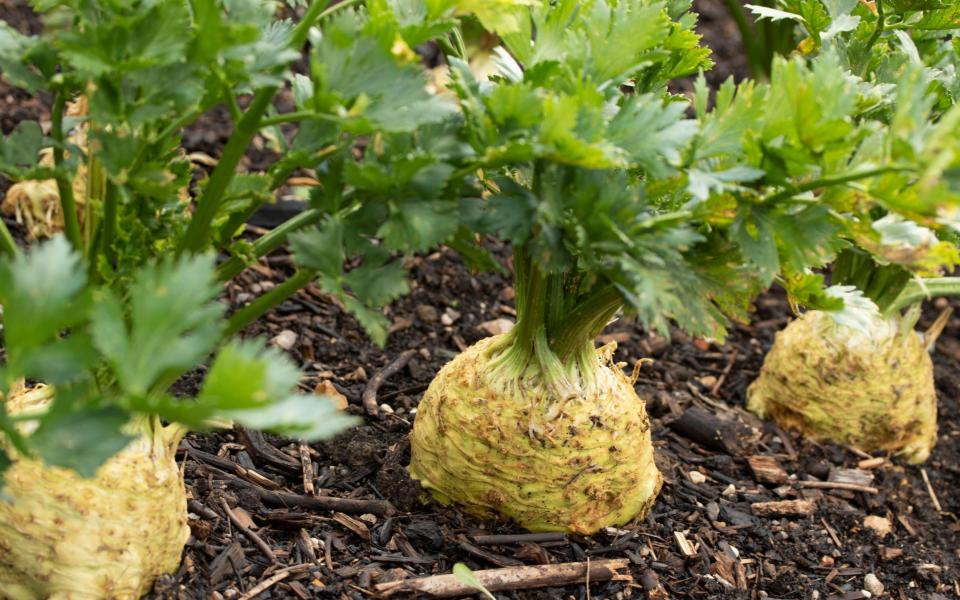 Late autumn is the time to harvest celeriac and enjoy the fruits of your labour - Alamy