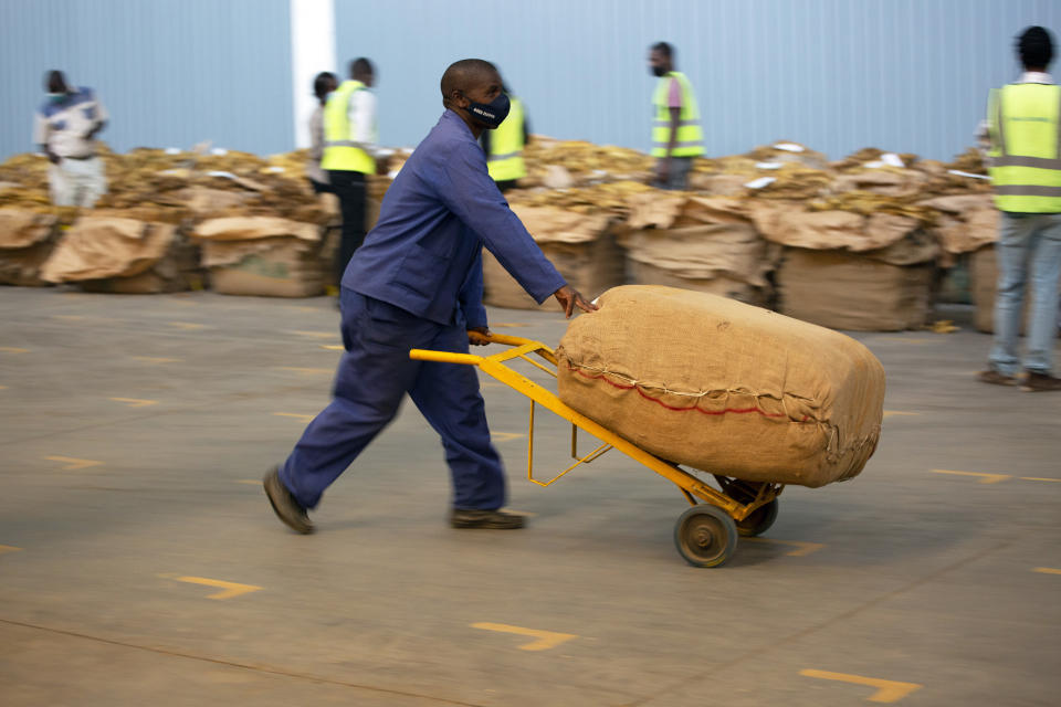 A worker moves a tobacco bail across the auction floor in Harare, Wednesday, April 14, 2021. Zimbabwe’s tobacco is flourishing again. And so are the auctions where merchants are fetching premium prices for the “golden leaf” that is exported around the world. Many of the small-scale farmers complain they are being impoverished by middlemen merchants who are luring them into a debt trap. (AP Photo/Tsvangirayi Mukwazhi)