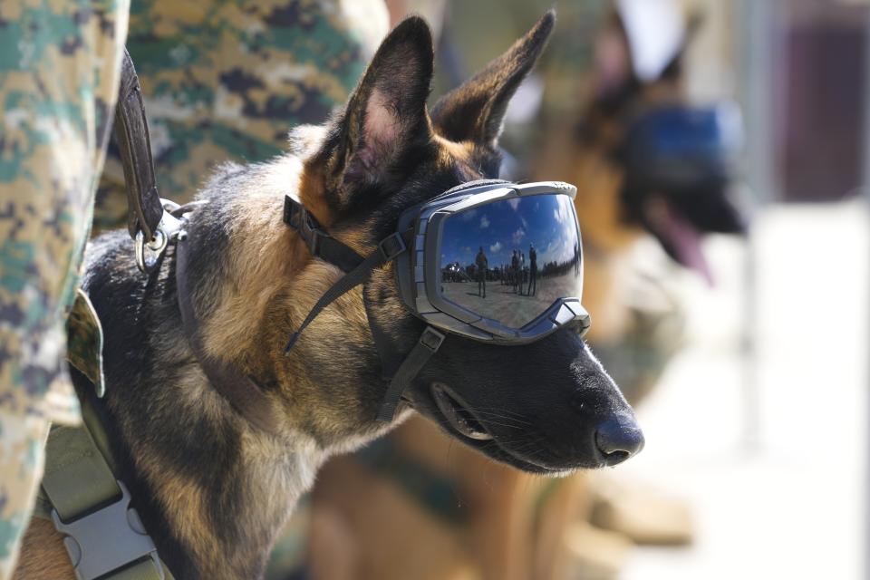 Panamanian border police K9 dogs attend a launch ceremony for Operation Shield in Nicanor, Darien province, Panama, Friday, June 2, 2023. Security officials said Operation Shield is part of the agreement reached with the governments of Colombia and the United States in April to stop the flow of migrants through the border’s jungle-clad mountains known as the Darien Gap. (AP Photo/Arnulfo Franco)