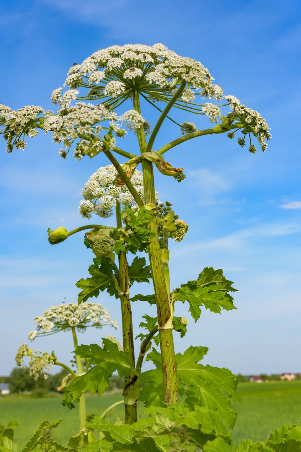 invasive plants giant hogweed