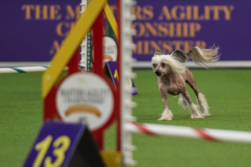 A dog competes in the Masters Agility Championship during the Westminster Kennel Club Dog Show in New York