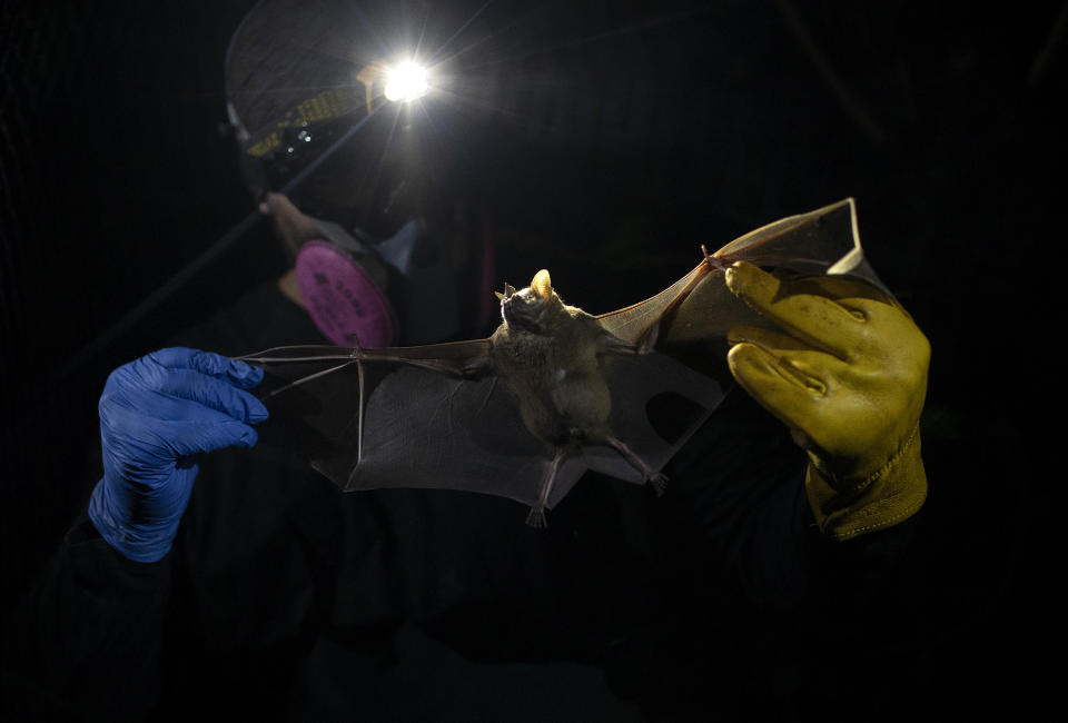 A researcher for Brazil's state-run Fiocruz Institute holds a bat captured in the Atlantic Forest, at Pedra Branca state park, near Rio de Janeiro, Tuesday, Nov. 17, 2020. Researchers at the institute collect and study viruses present in wild animals — including bats, which many scientists believe were linked to the outbreak of COVID-19. (AP Photo/Silvia Izquierdo)