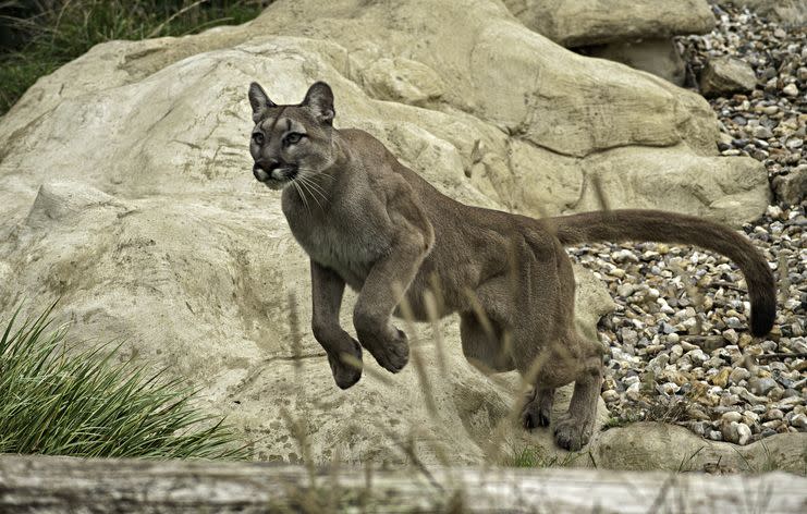 Mountain Lions