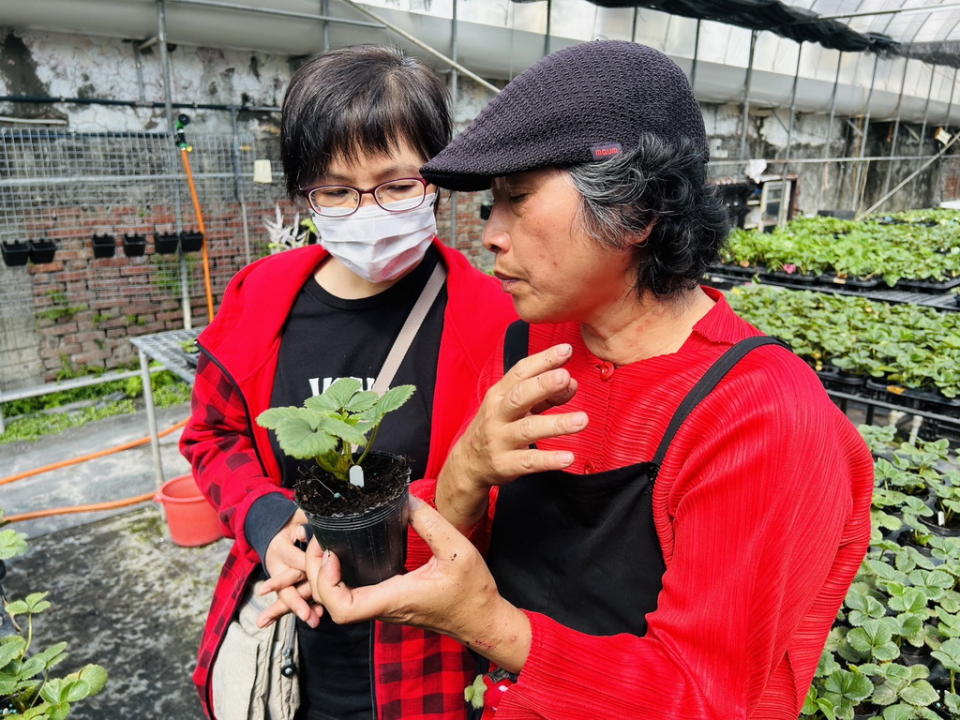 ▲不只是賣鮮草莓；草莓姐姐鐘雪玲更精培育歐系、日系的草莓種苗歡迎民眾帶回家當家庭草莓農。（圖／記者周厚賢攝）