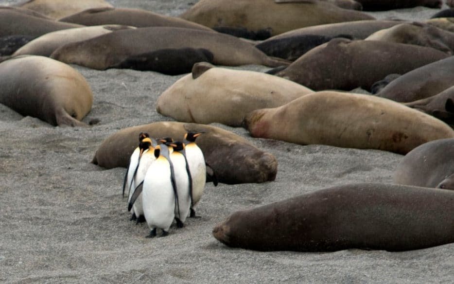 King penguins make their way through an obstacle course of elephant seals on South Georgia  - WARNING: Use of this copyright image is subject to the terms of use of BBC Pictures' Digital Picture