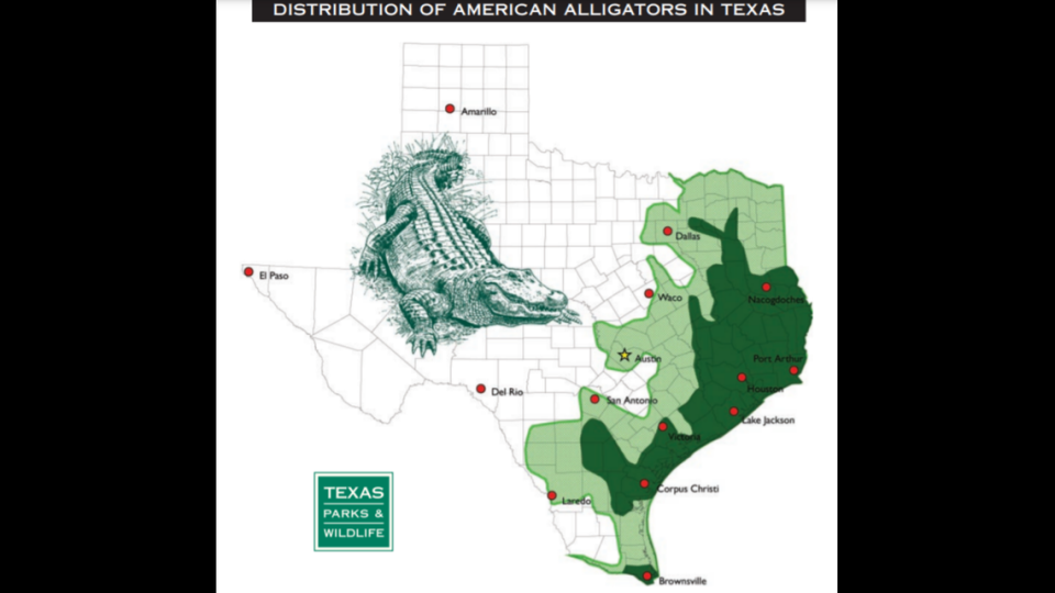 Alligators are widespread throughout much of Texas.