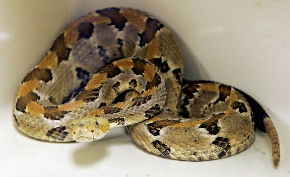 A Timber Rattlesnake