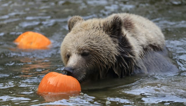 Halloween at Wildwood Trust